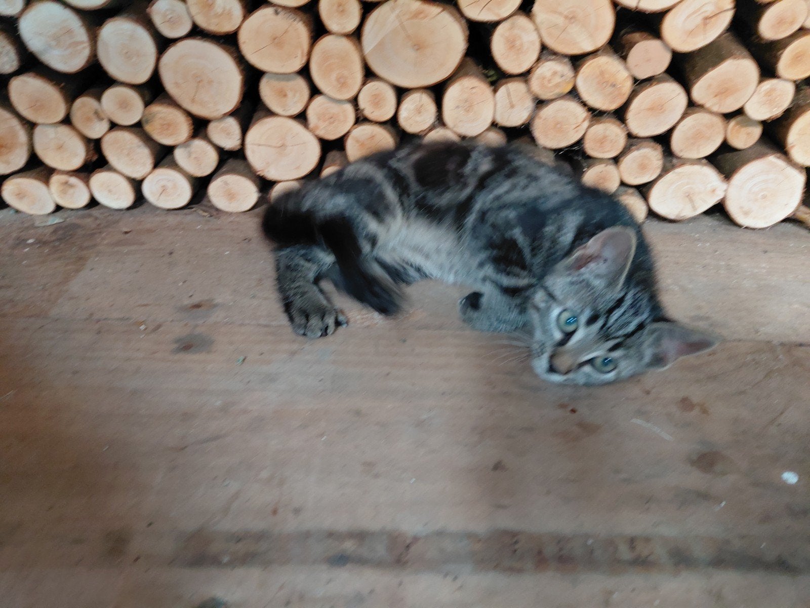 3 lieve kittens beschikbaar!, Meerdere dieren