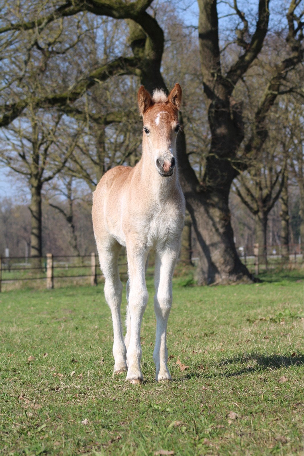 Groot haflinger hengstveulen!, Minder dan 160 cm, Dressuurpaard, Hengst, Gechipt