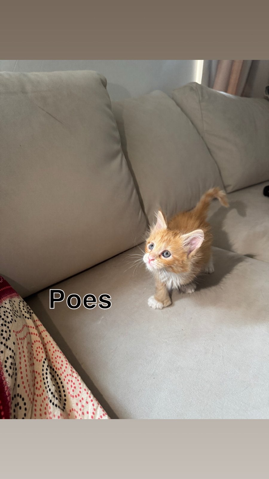 polydactyl Maine Coon kittens, Meerdere dieren, Ontwormd, 0 tot 2 jaar