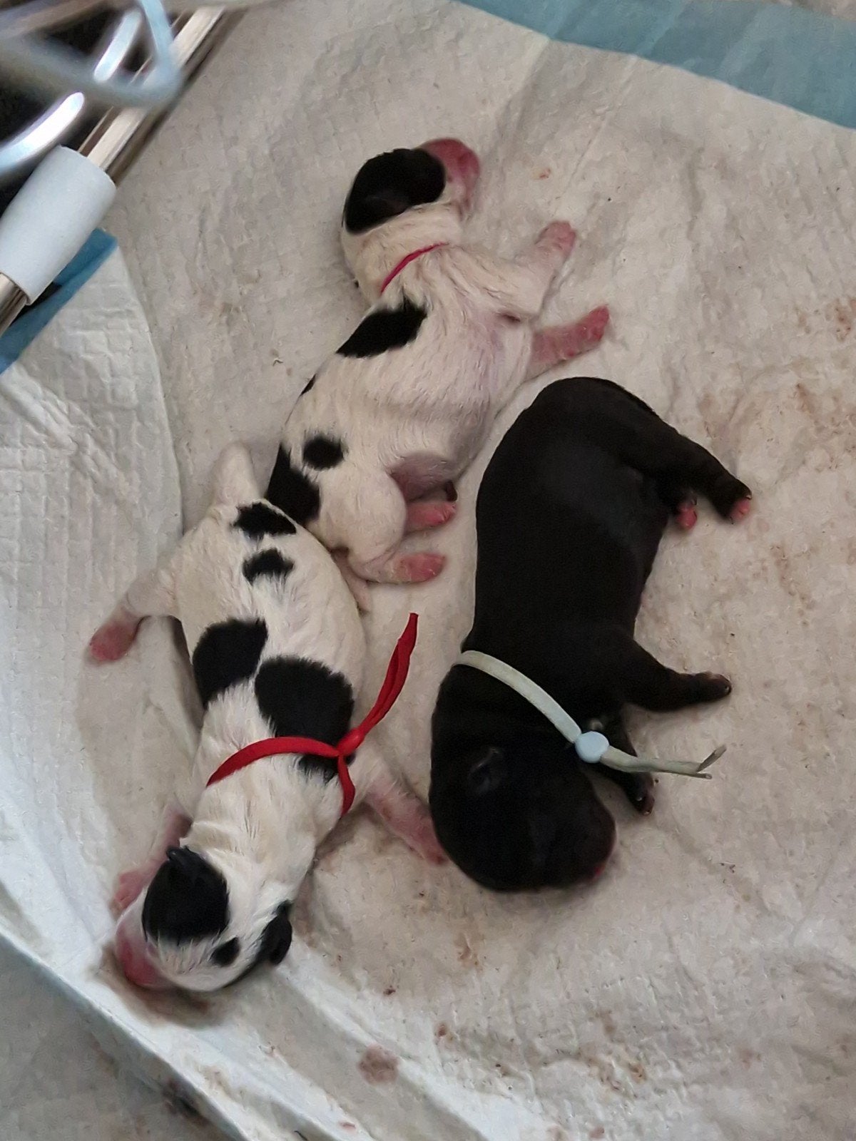 Prachtige Kruising Pups zoeken hun Gouden Mandje, Dieren en Toebehoren, Honden | Niet-rashonden, 8 tot 15 weken, Meerdere, Meerdere dieren