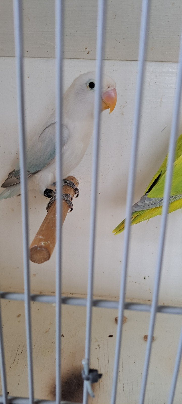Agapornis Ficheri  1x Dilute/ Opaline  bewezen man