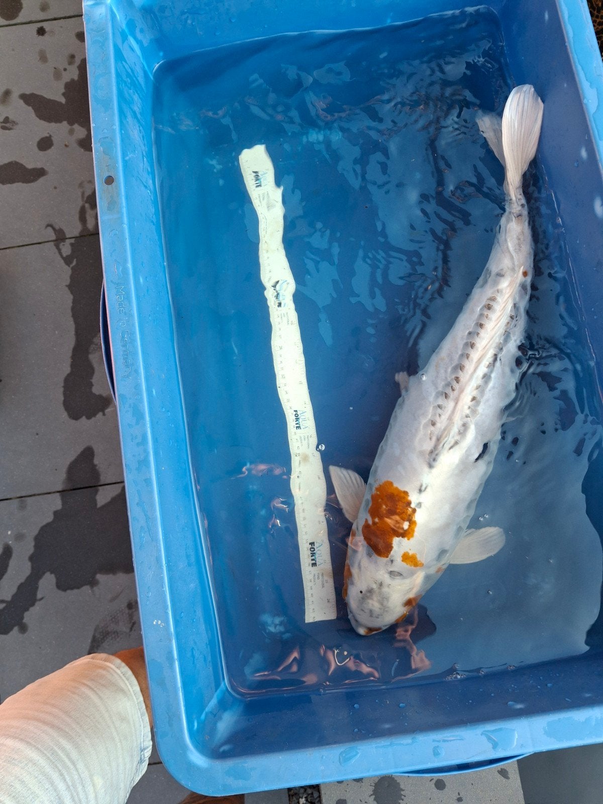 5 koi en gehele vijverfilter, Karper of Koi