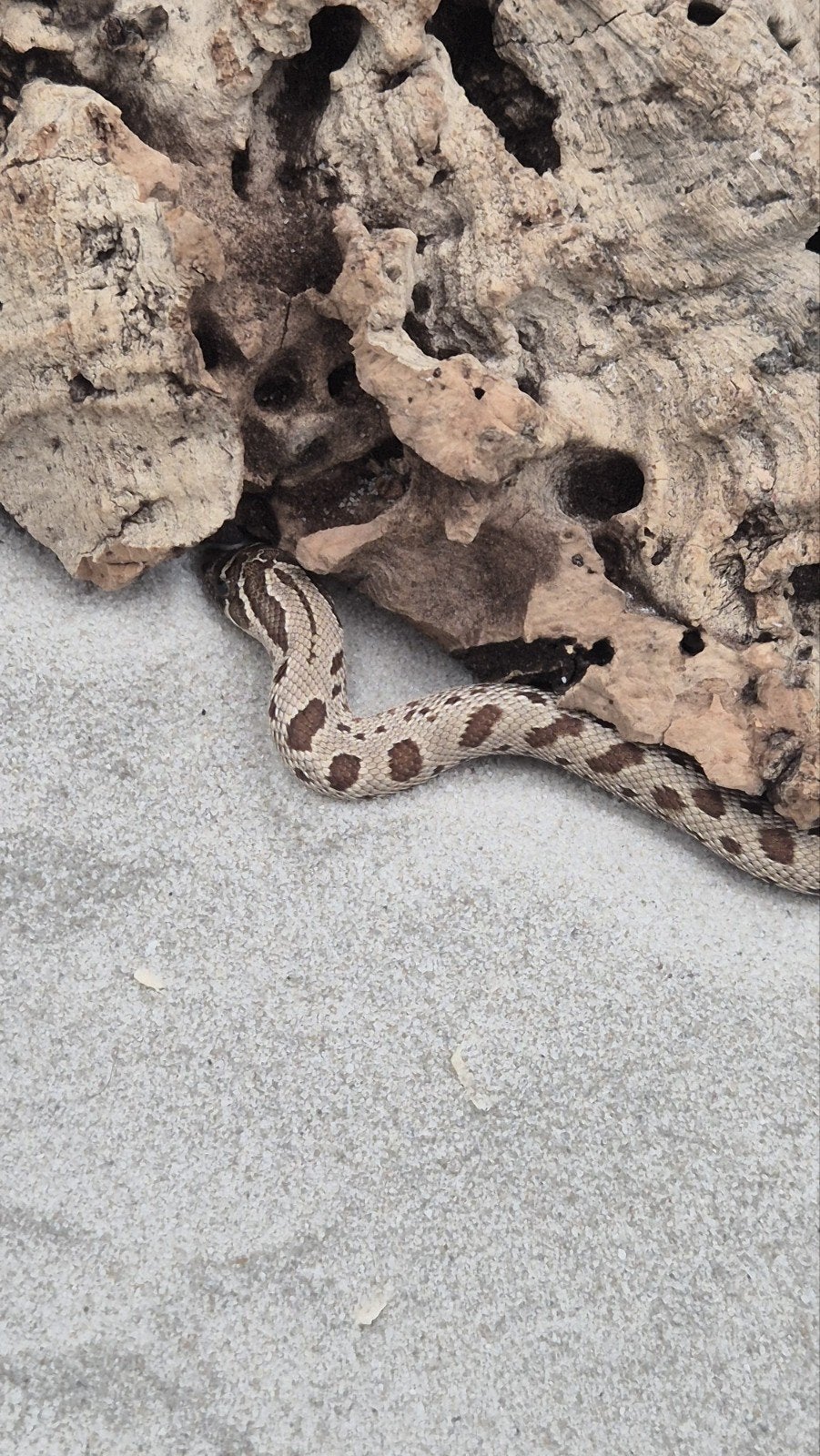 Haakneusslang Hognose Snake photo 4