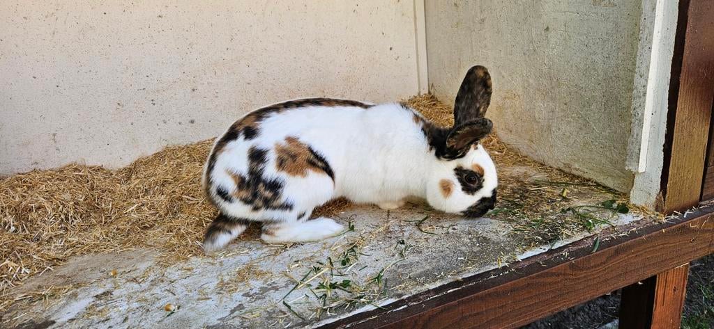 Rijnlander middelgroot te koop, Dieren en Toebehoren, Konijnen, Mannelijk, Middelgroot, 0 tot 2 jaar