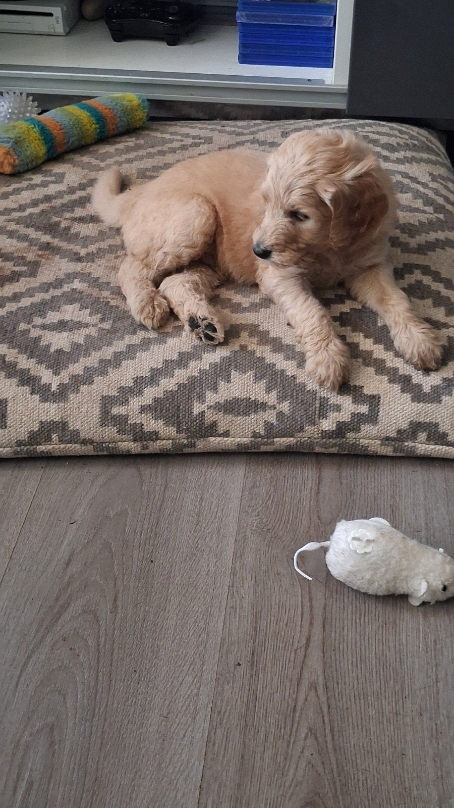 Schattige Labradoodle f1b pups zien liefdevol thuis, Overige rassen, 8 tot 15 weken, Meerdere, Meerdere dieren