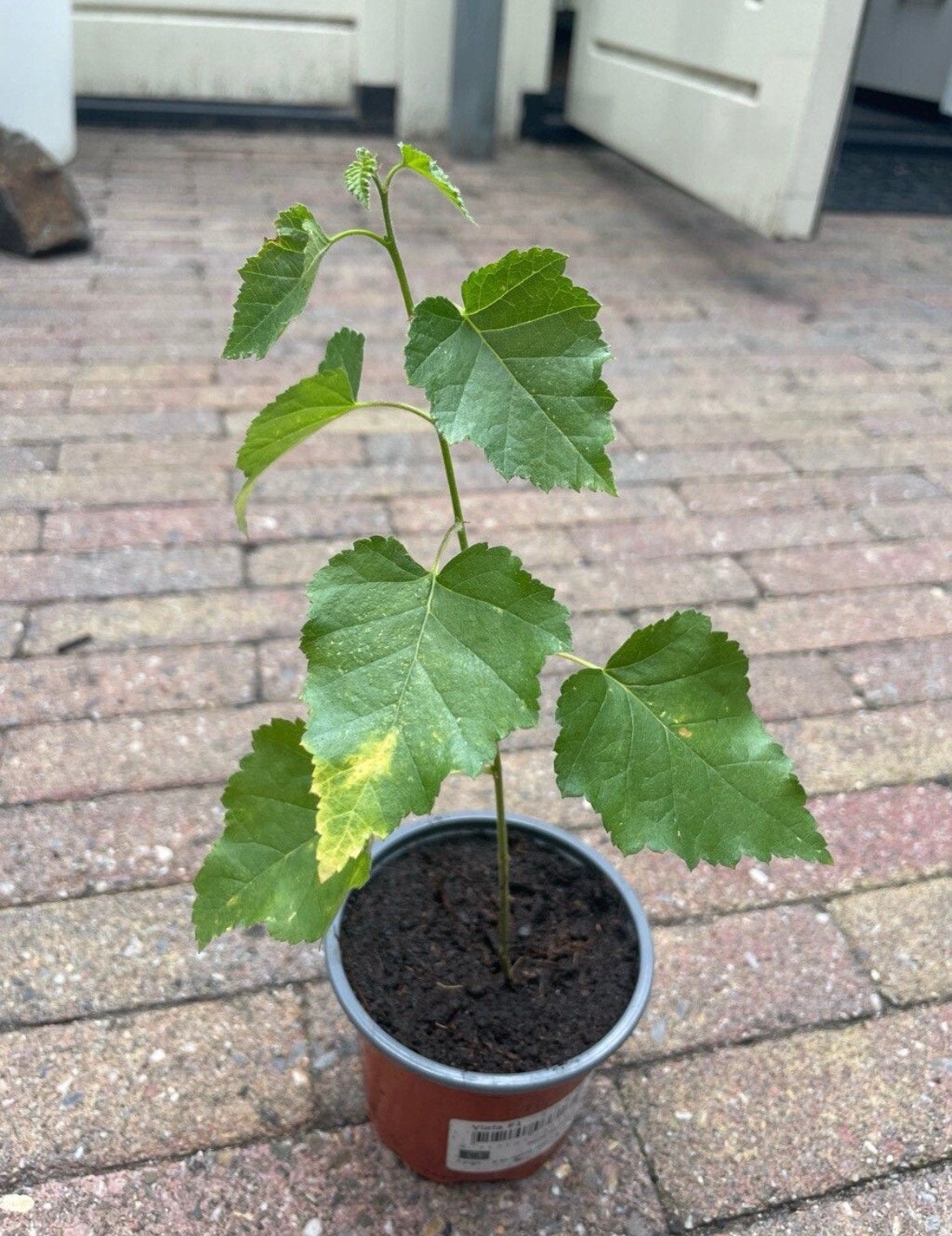 🌳 Zaailing zachte berk Betulat pubescens ruim 20 cm hoog, Bloeit niet, Overige soorten, Minder dan 100 cm, Ophalen