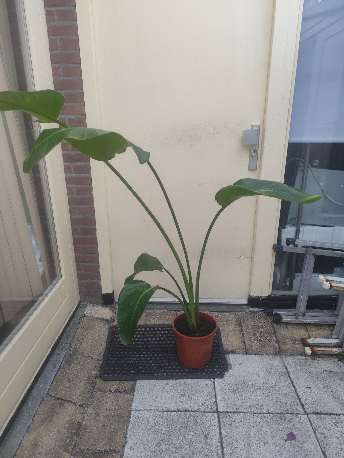 Grote Strelitzia Nicolai/paradijsvogel plant, Huis en Inrichting, Ophalen of Verzenden, Halfschaduw, 200 cm of meer