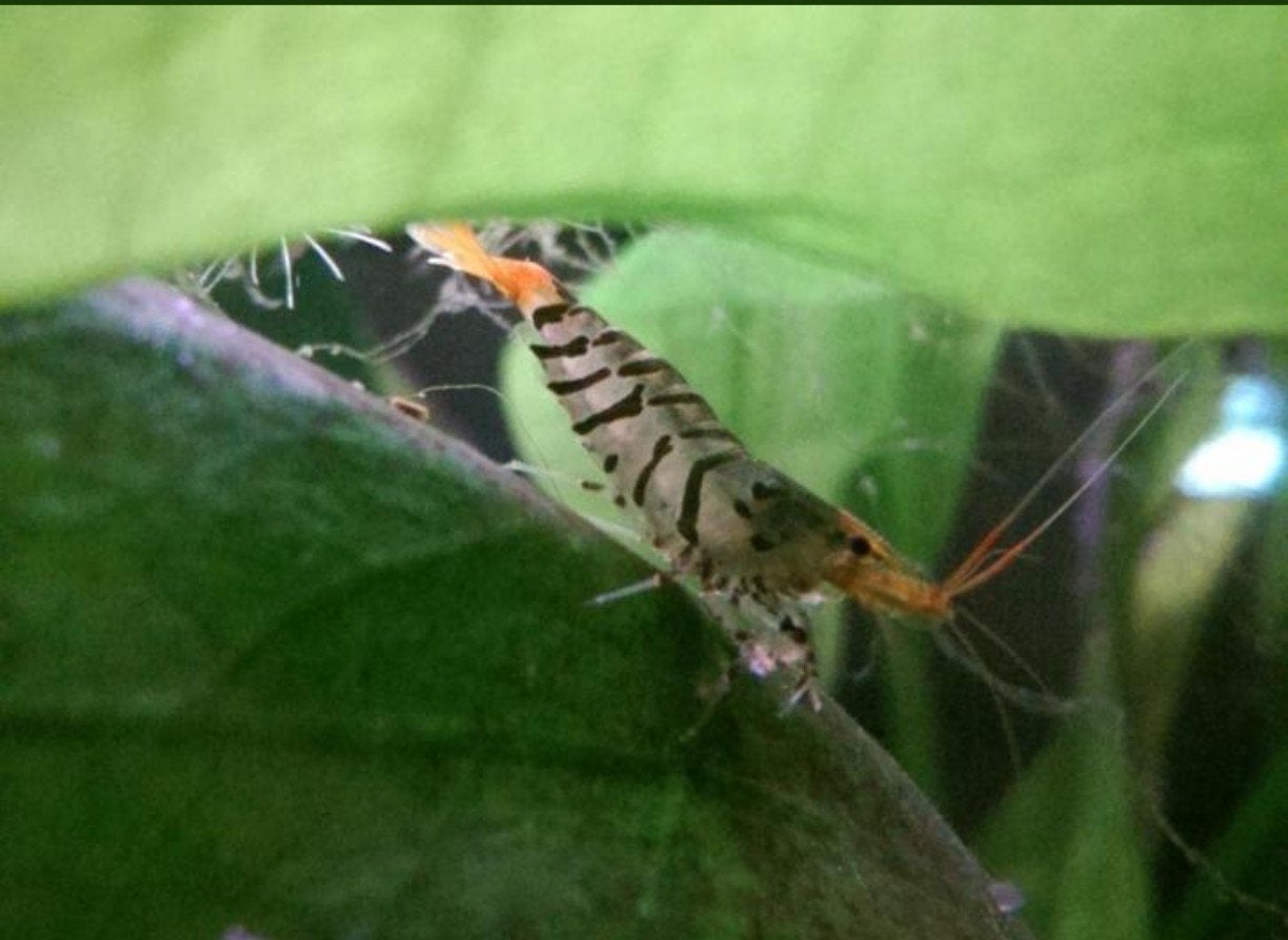 Caridina Mariae Supertijger, Dieren en Toebehoren, Kreeft, Krab of Garnaal, Zoetwatervis, Schoolvis