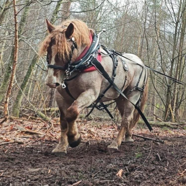 Zweedse ardenner trekpaard koudbloed familiepaard, Dieren en Toebehoren, B, Ruin, Ontwormd, 160 tot 165 cm