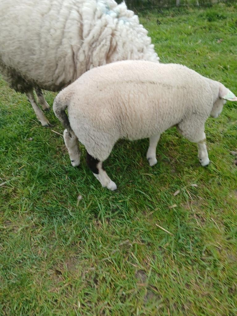 4 RAMLAMMEREN SWIFTERXTEXELAAR⁰ VOOR FOK EN BEWEIDING, Dieren en Toebehoren, Schapen, Geiten en Varkens, Mannelijk, Schaap