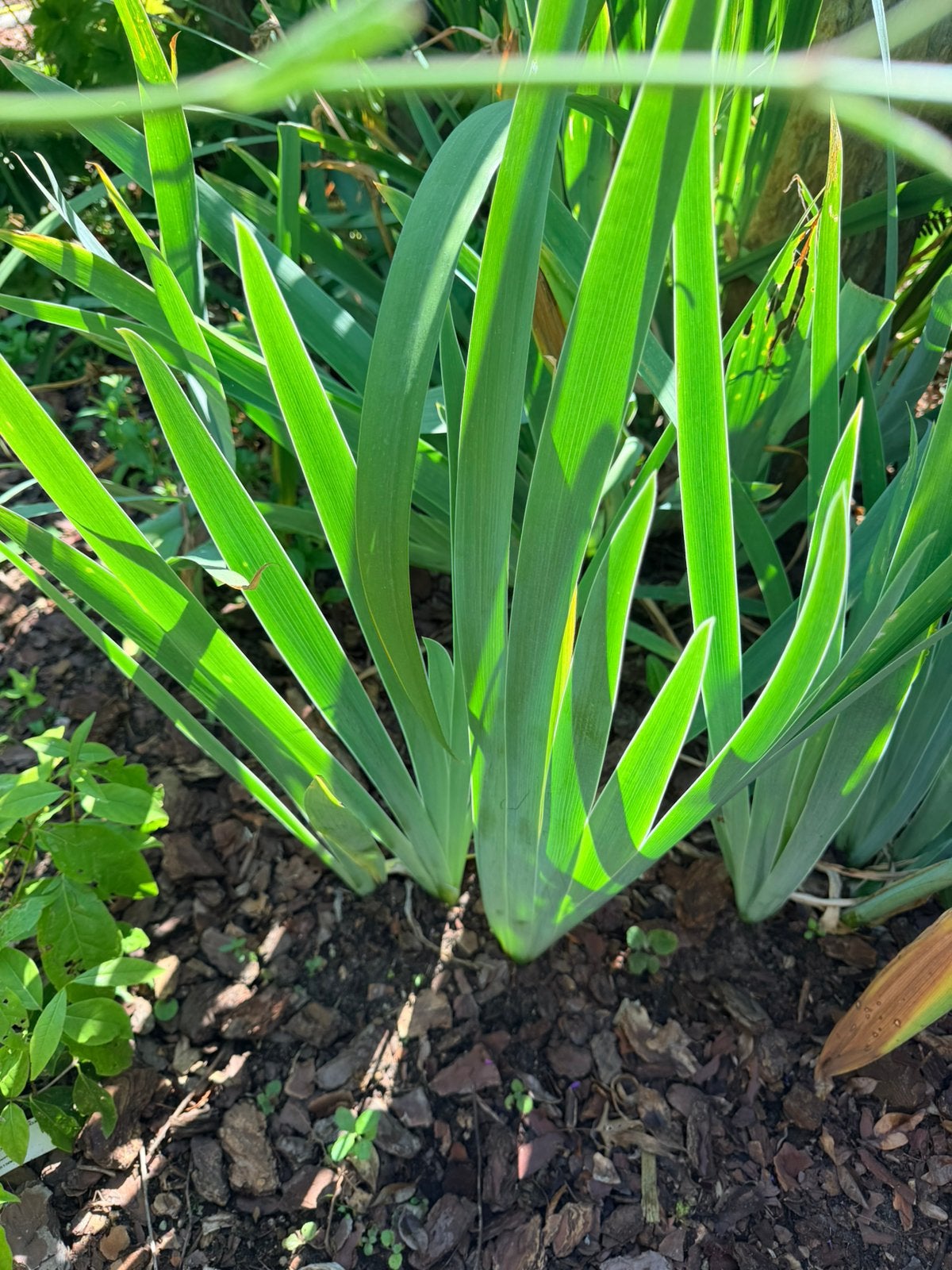 Iris - Germanica, Tuin en Terras, Planten | Tuinplanten, Ophalen, Overige soorten, Volle zon