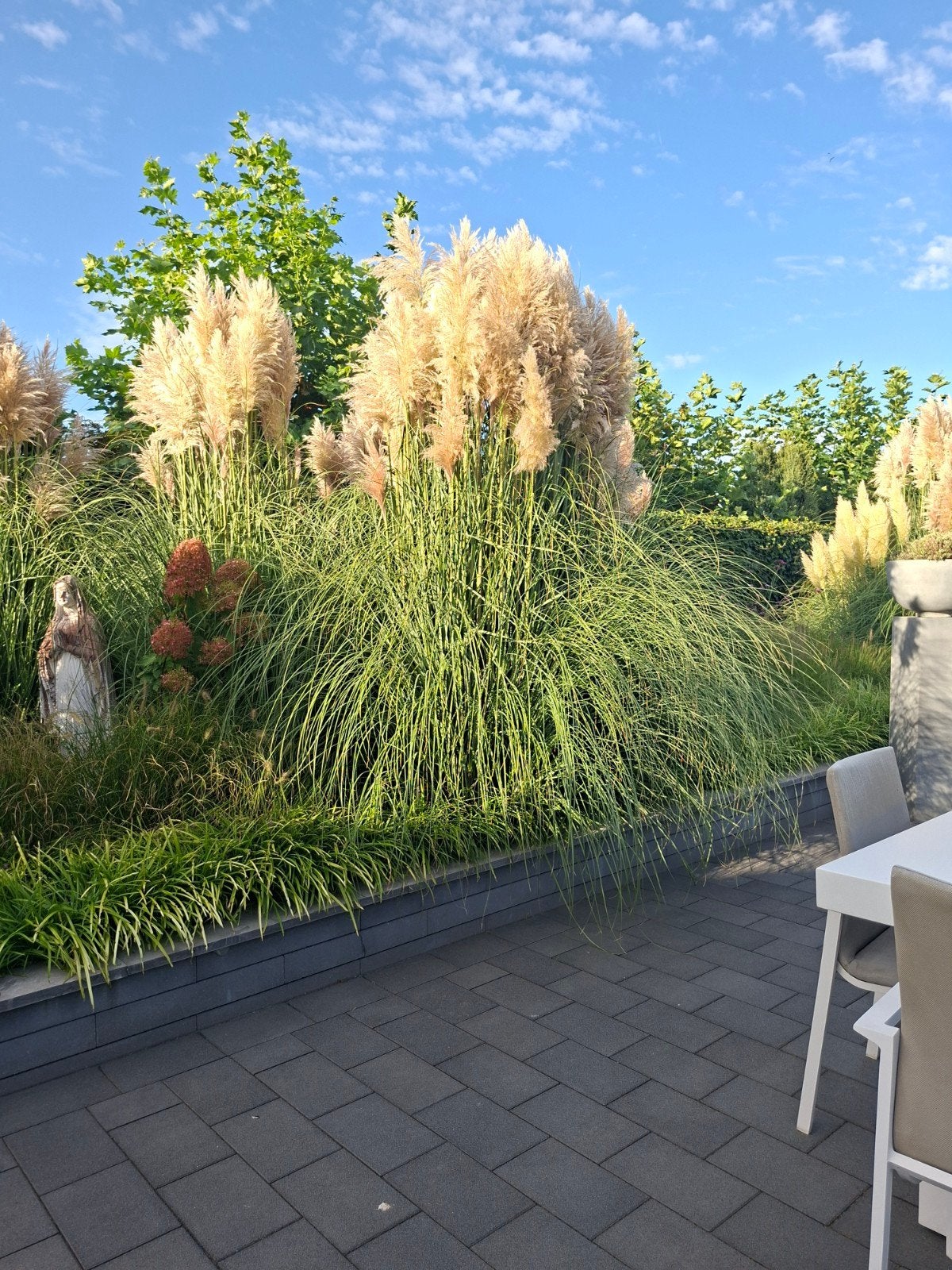 Pampas pluimen per stuk te koop, Tuin en Terras, Planten | Tuinplanten, Ophalen, Volle zon, Vaste plant, Siergrassen
