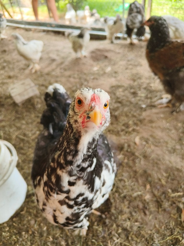 Brahma groothoen kuikens, Dieren en Toebehoren, Pluimvee, Meerdere dieren, Kip