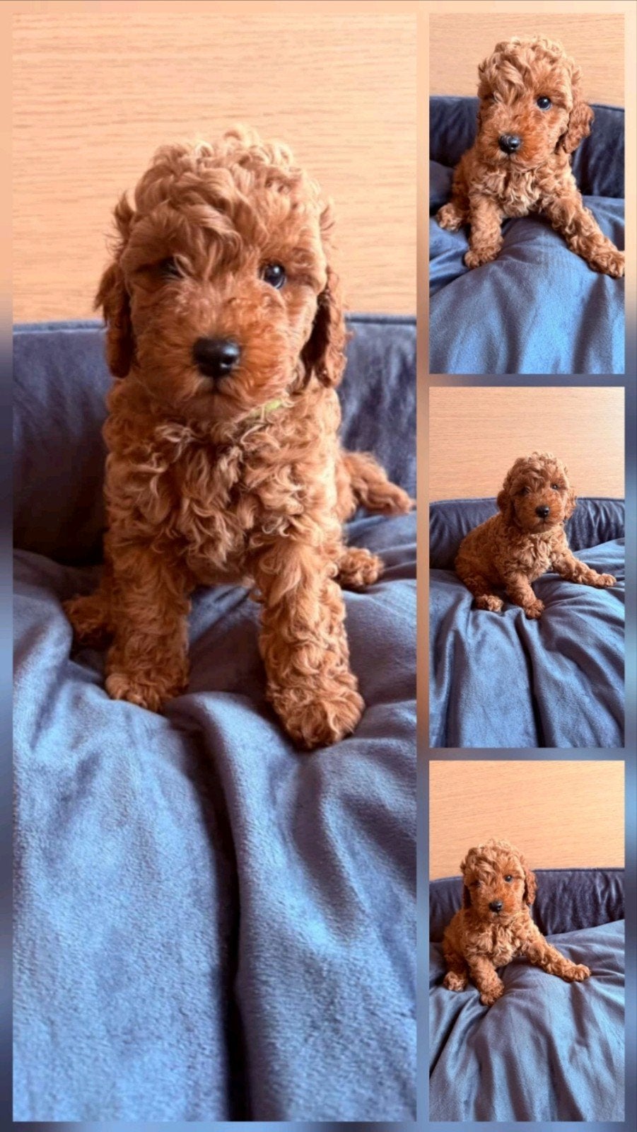 Toypoedel poodle reutjes en teefje, Poedel, Parvo, 8 tot 15 weken, Meerdere