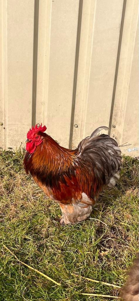 Cochin haan, Dieren en Toebehoren, Pluimvee, Kip, Mannelijk