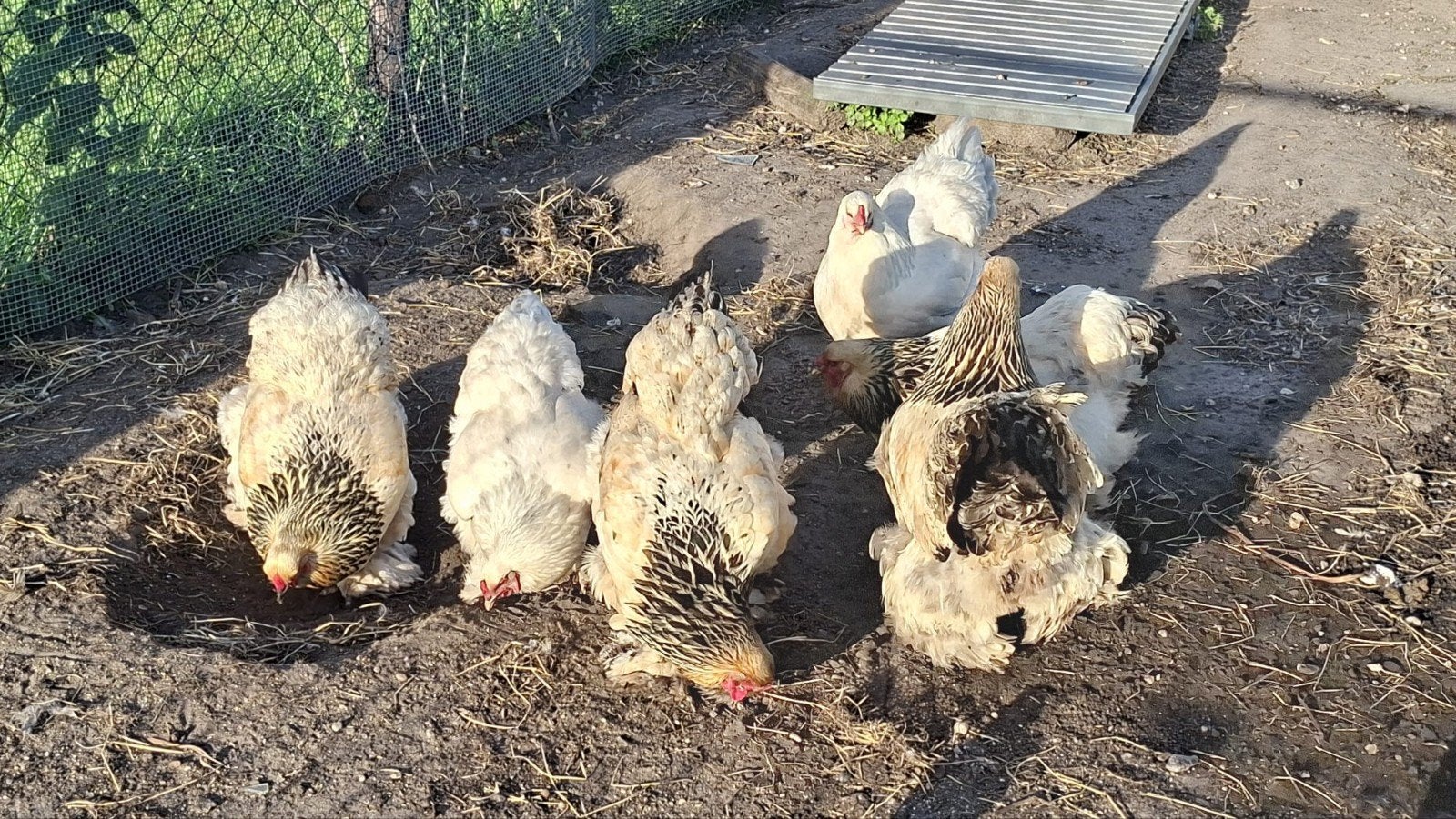 6 brahma kippen te koop, Dieren en Toebehoren, Vogels | Overige Vogels, Vrouwelijk