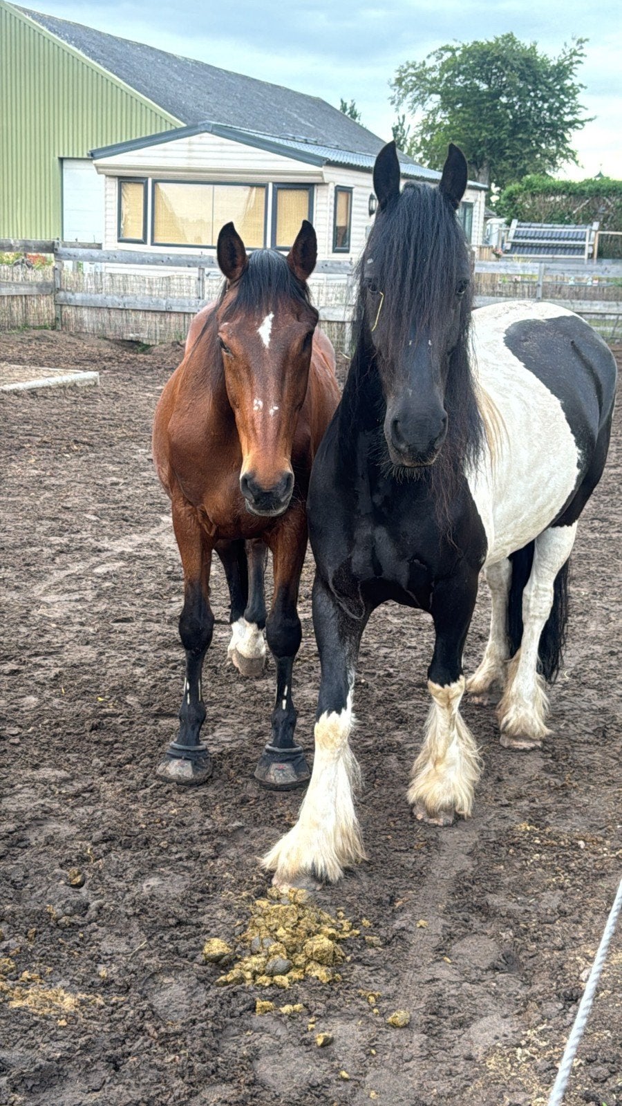 Gezocht: stalling voor 2 paarden rondom Winschoten, Stalling, 2 of 3 paarden of pony's