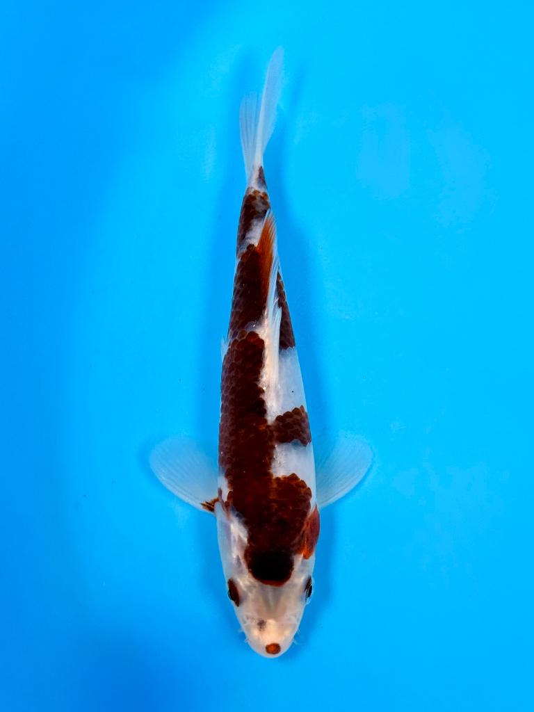Japanse Koi – Marushi | Budo Goromo | Incl Certificaat, Karper of Koi