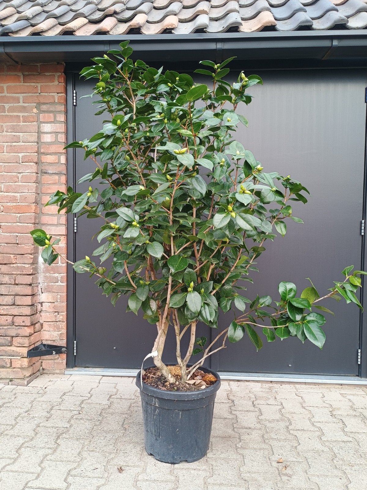 Camelia Japonica Meerstammig - Winterbloeier, Ophalen, Overige soorten, Halfschaduw