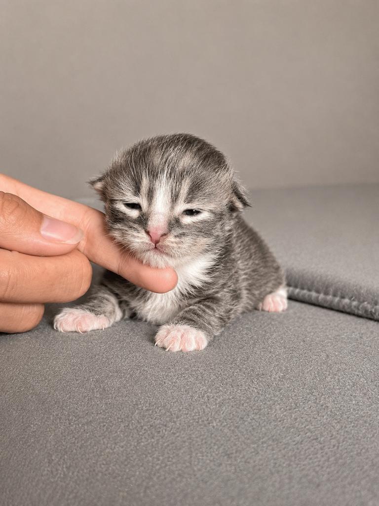 Prachtig Maine Coon katertje met stamboom, Dieren en Toebehoren, Katten en Kittens | Raskatten | Langhaar, Kater, Met stamboom