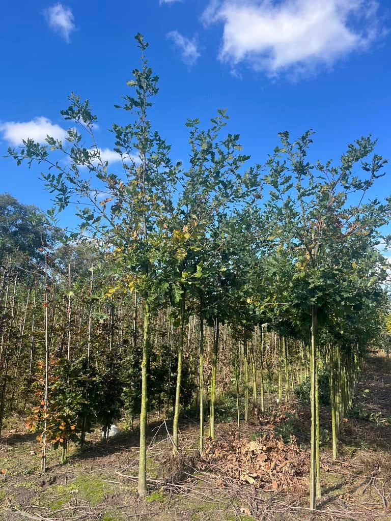 Zomereiken quercus robur, Tuin en Terras, Planten | Bomen, Overige soorten, 250 tot 400 cm, Volle zon, Ophalen of Verzenden