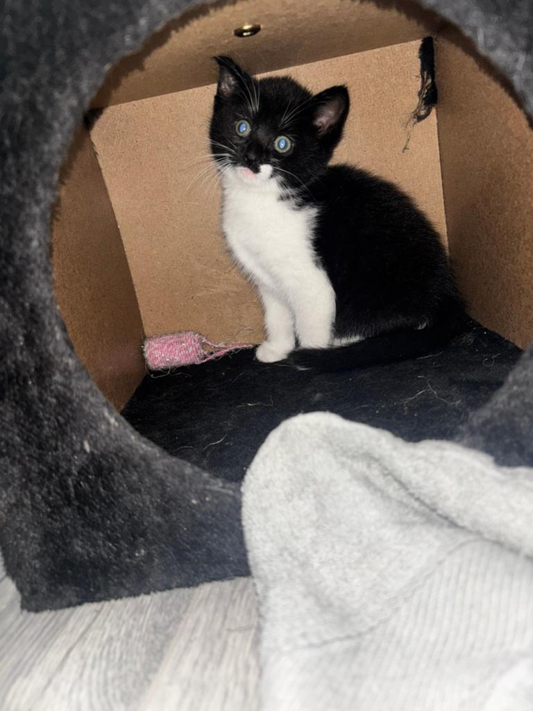 katertje kitten, Dieren en Toebehoren, Kater, Kortharig, 0 tot 2 jaar