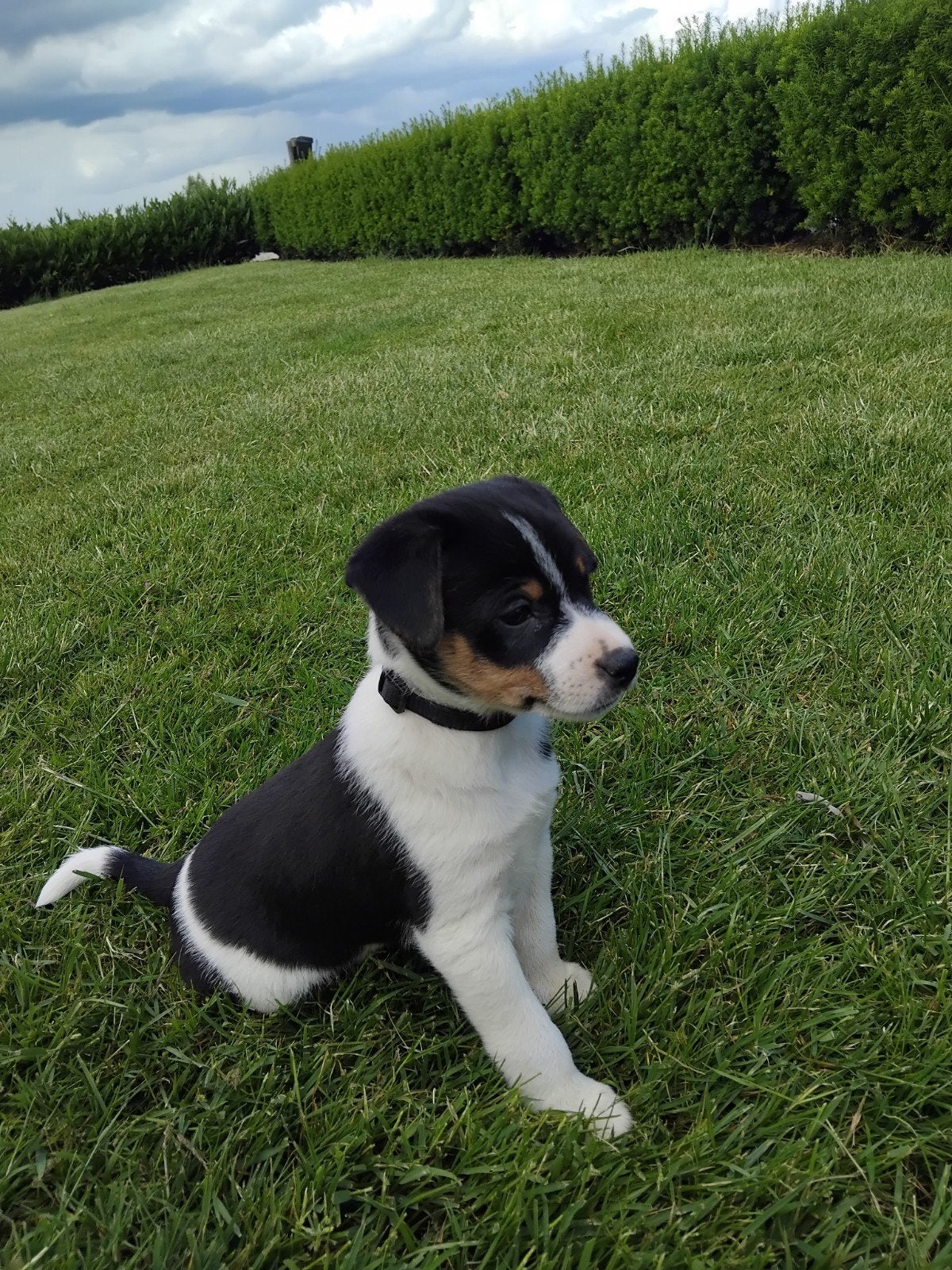 Boerenfox puppies!, Jack Russell Terriër, 8 tot 15 weken, Parvo, Meerdere