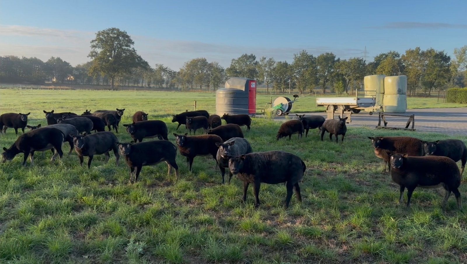 Kudde dassenkop texelaars, Dieren en Toebehoren, Schapen, Geiten en Varkens, Meerdere dieren, Schaap