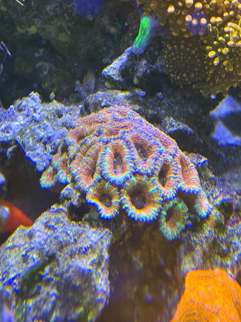 Mooi koraal Micromussa lordhowensis, Dieren en Toebehoren, Vissen | Aquariumvissen, Vis
