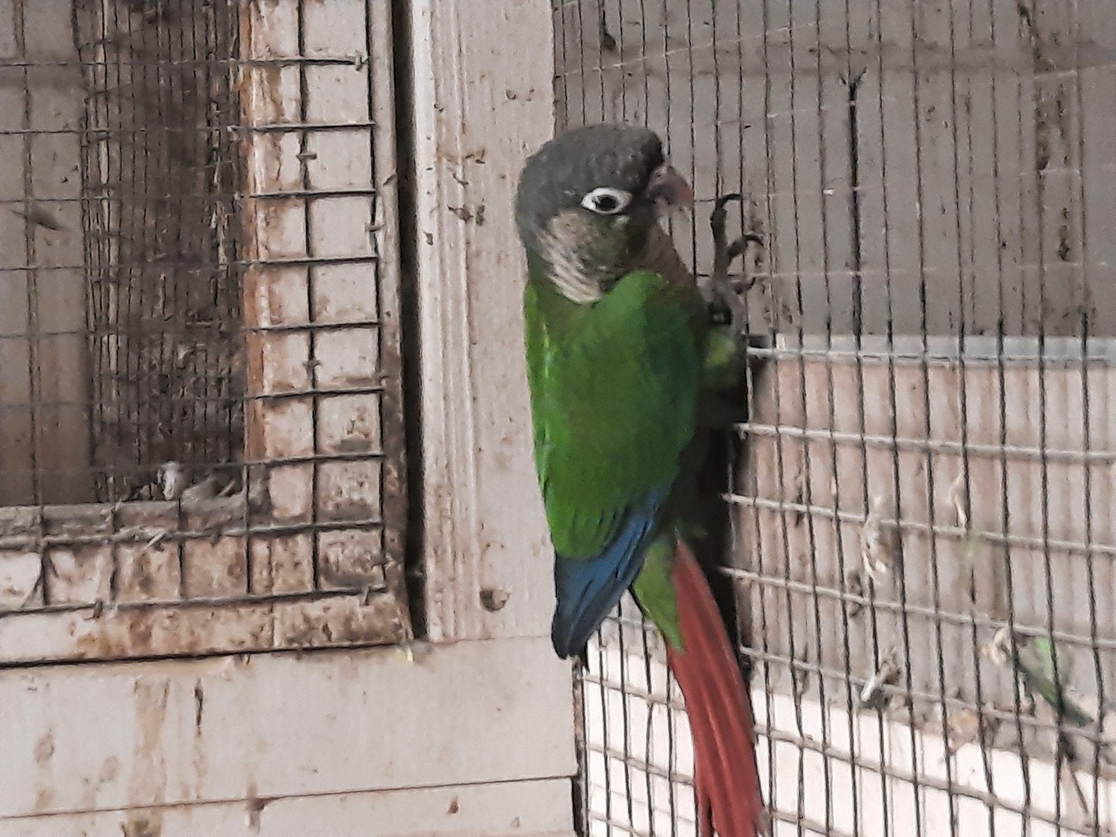Jonge Pyrrhura  Molinea om handtam te maken., Dieren en Toebehoren, Vogels | Parkieten en Papegaaien, Geslacht onbekend, Parkiet