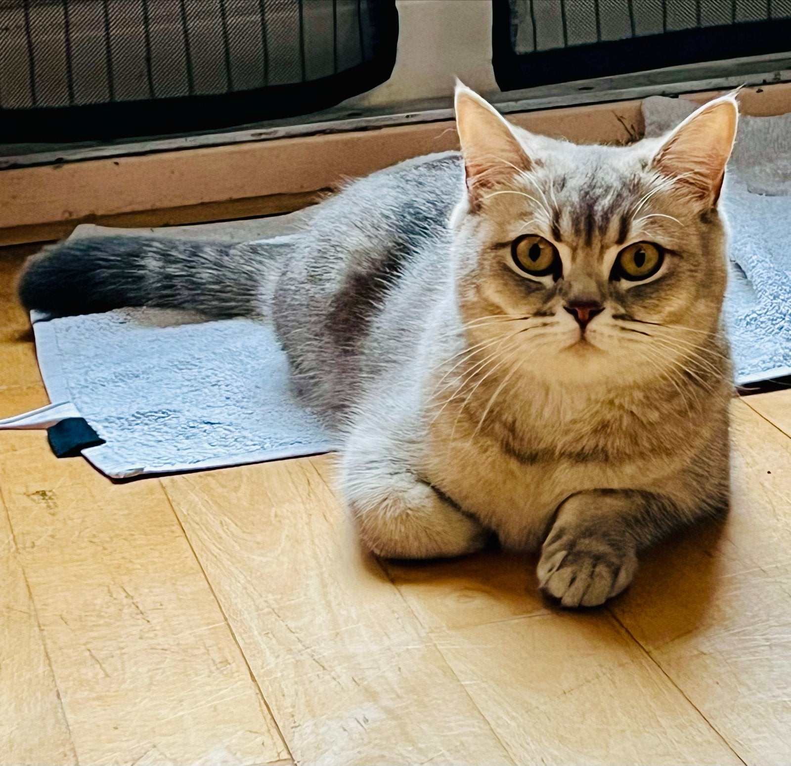 💕 Superlief Britse korthaar poes Shiba 💕, Dieren en Toebehoren, Poes