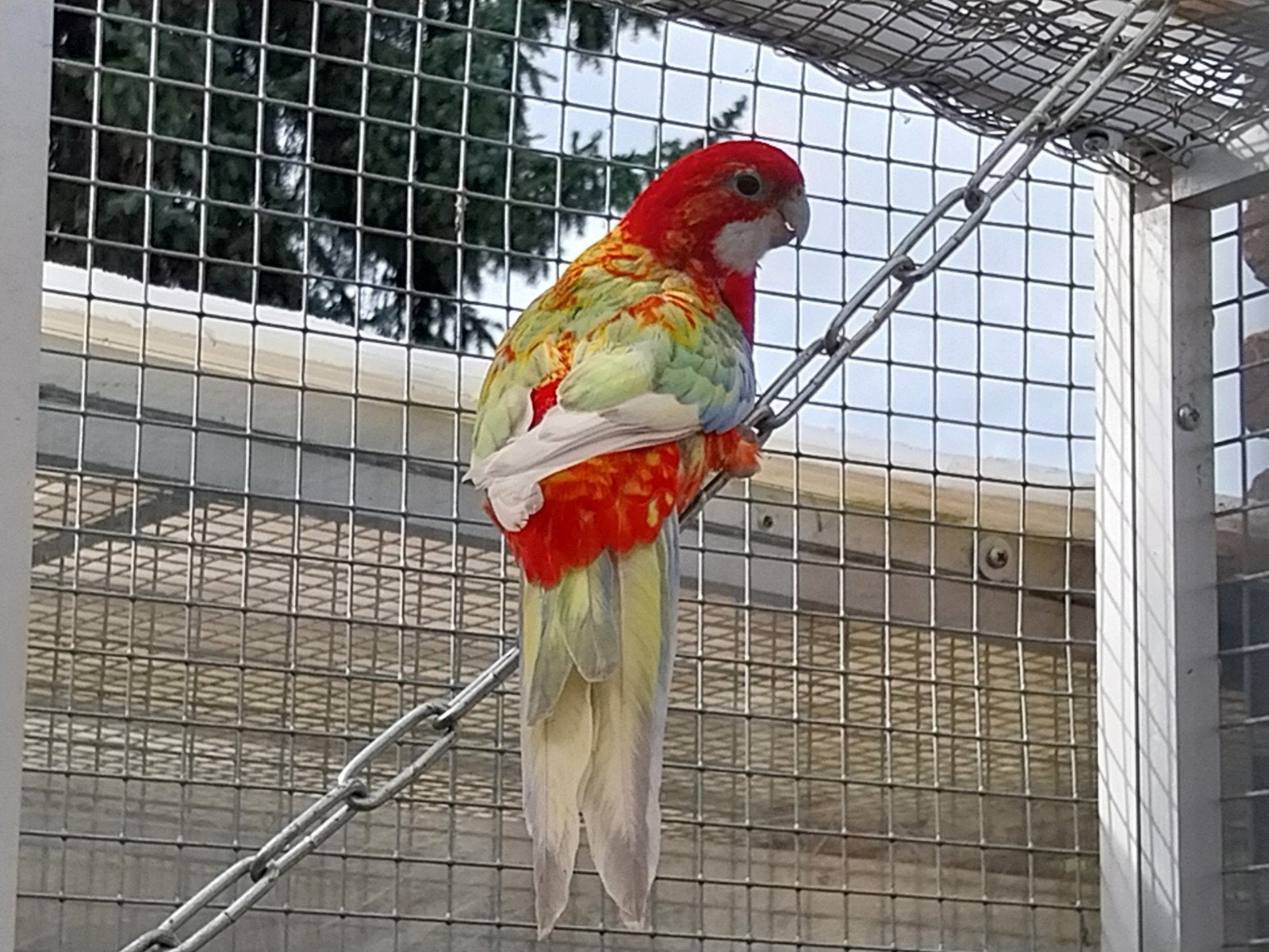 te koop rosella mutaties, Meerdere dieren, Parkiet, Geringd