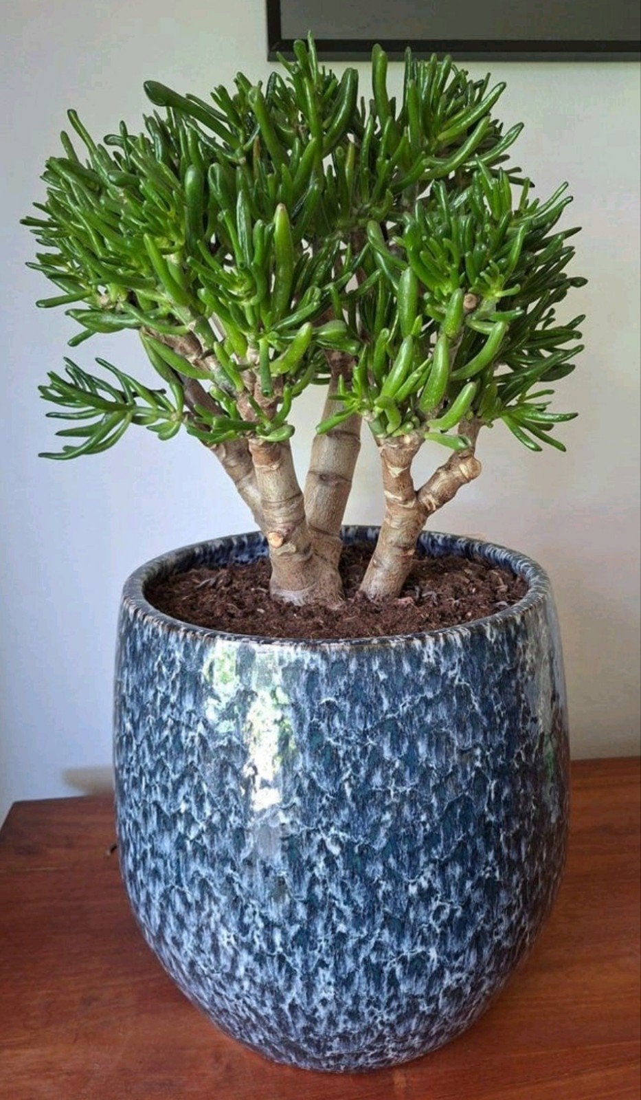Crassula ovata, Ophalen of Verzenden, Overige soorten, Volle zon