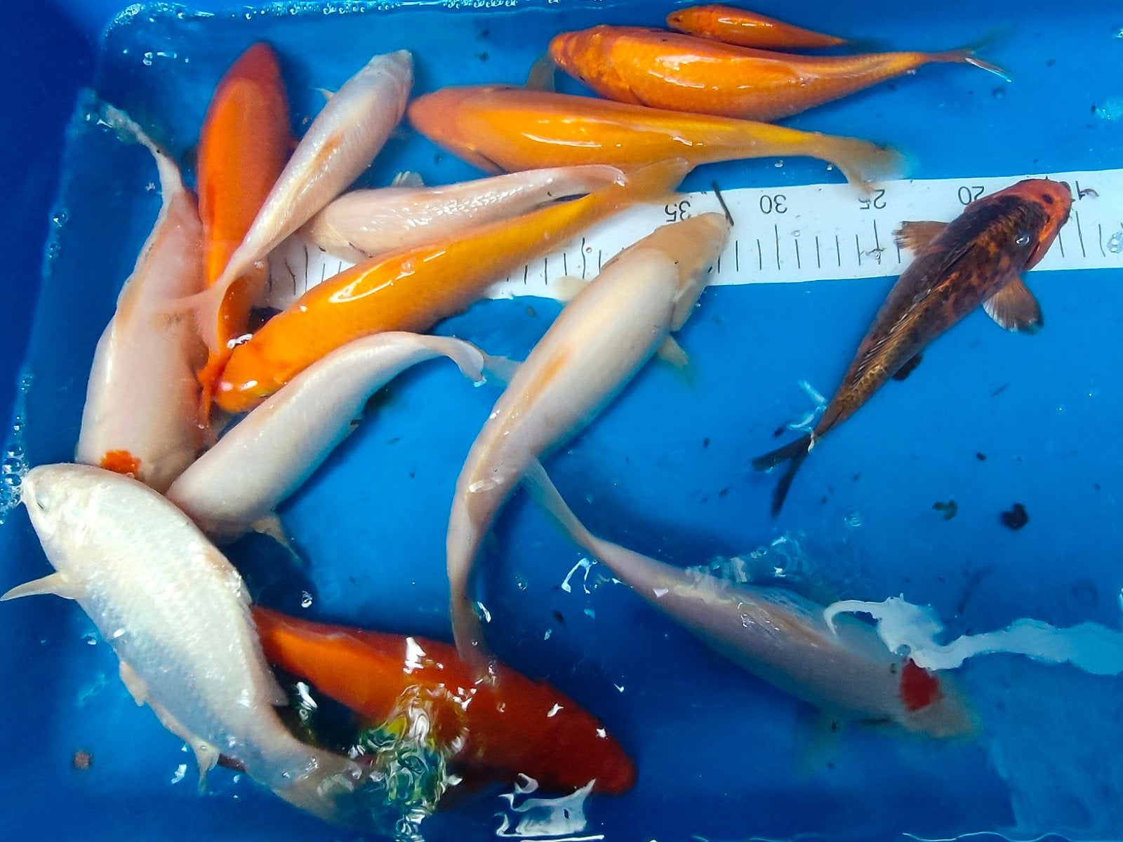 koi karpertjes, Karper of Koi