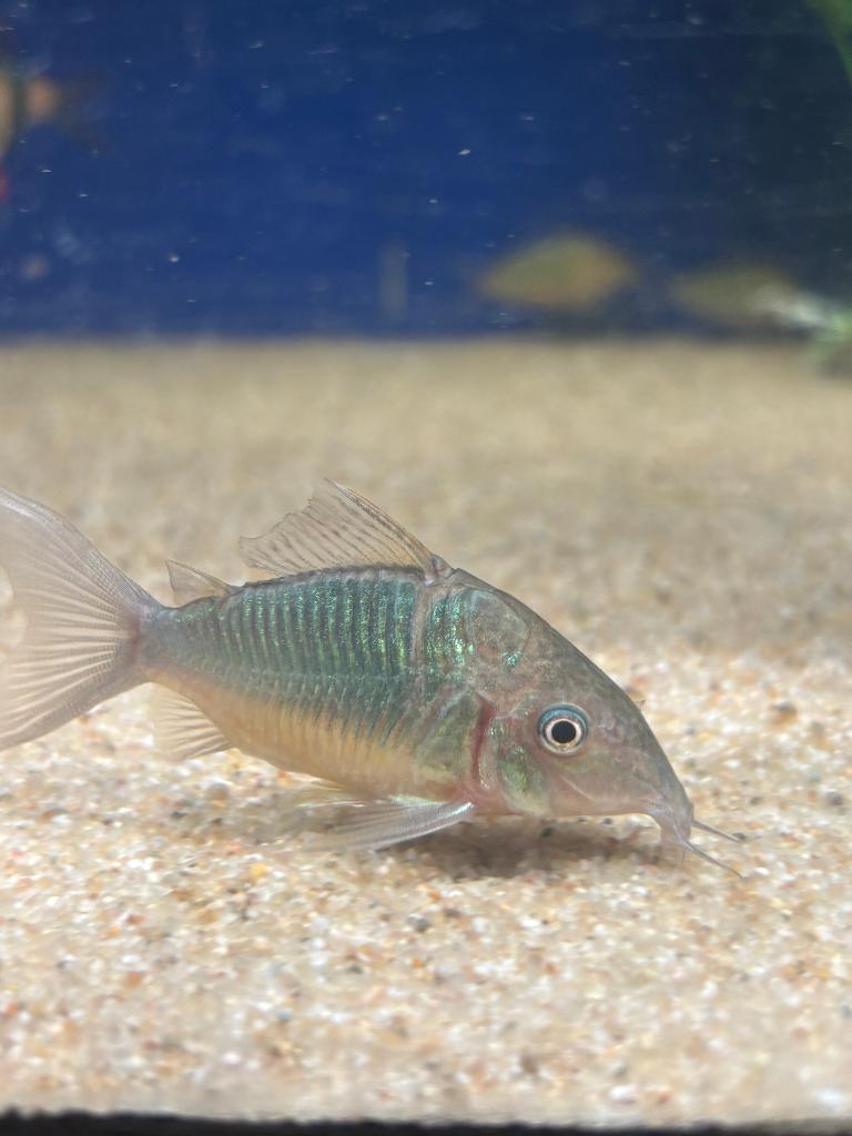 Smaragd pantsermeerval (Brochis splenders), Dieren en Toebehoren, Vis, Zoetwatervis