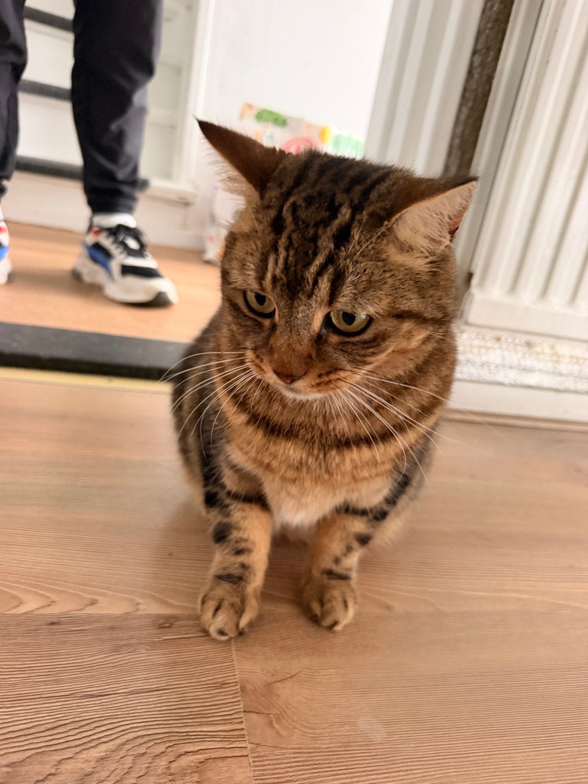 Kat gratis af te halen, Dieren en Toebehoren
