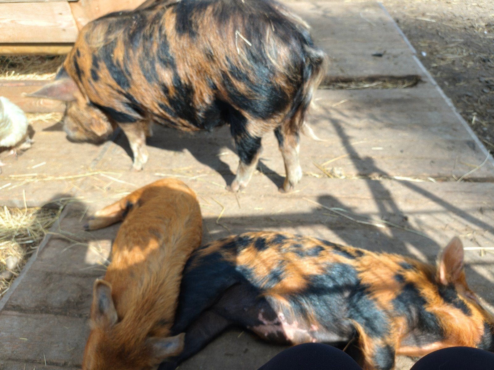 3 lieve kune kunes, Vrouwelijk, Varken, 0 tot 2 jaar