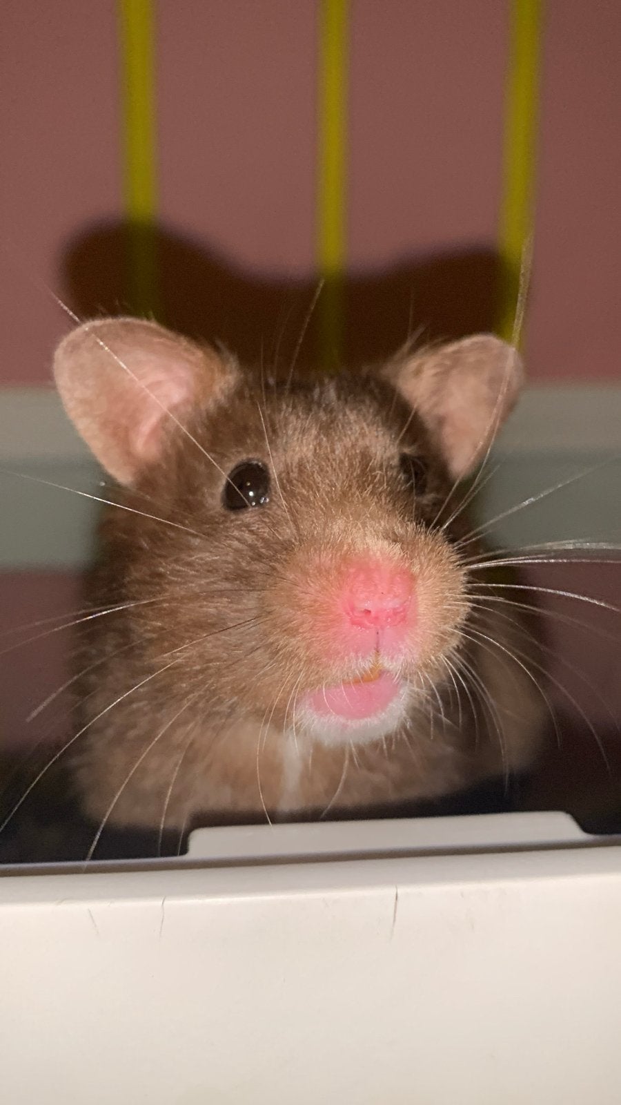 HAMSTERSPULLEN GEZOCHT, Ophalen of Verzenden