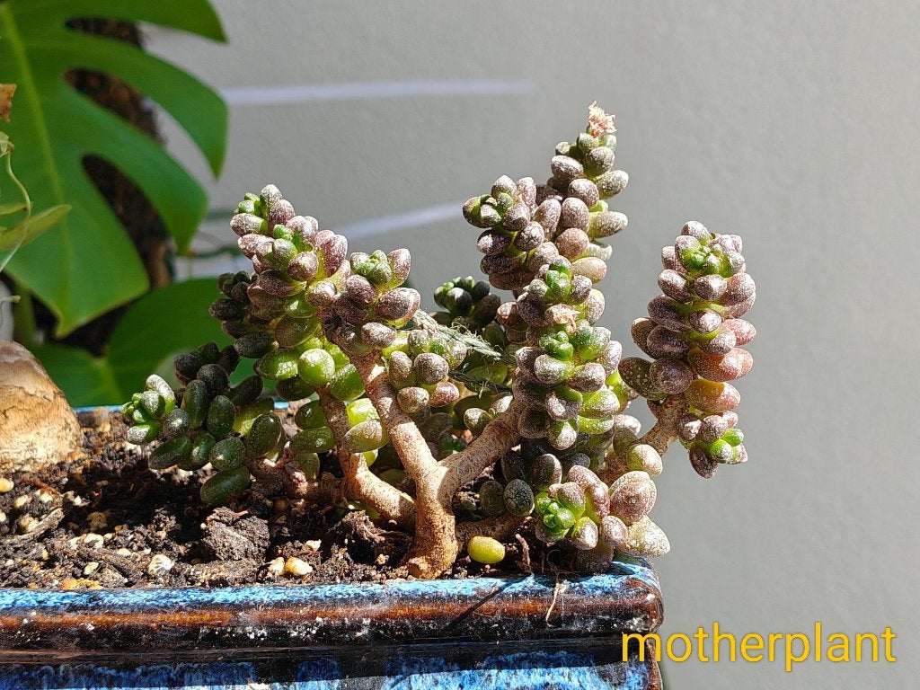 Sedum furfuraceum | red green marble succulent, Vetplant, Ophalen of Verzenden, Minder dan 100 cm, Volle zon