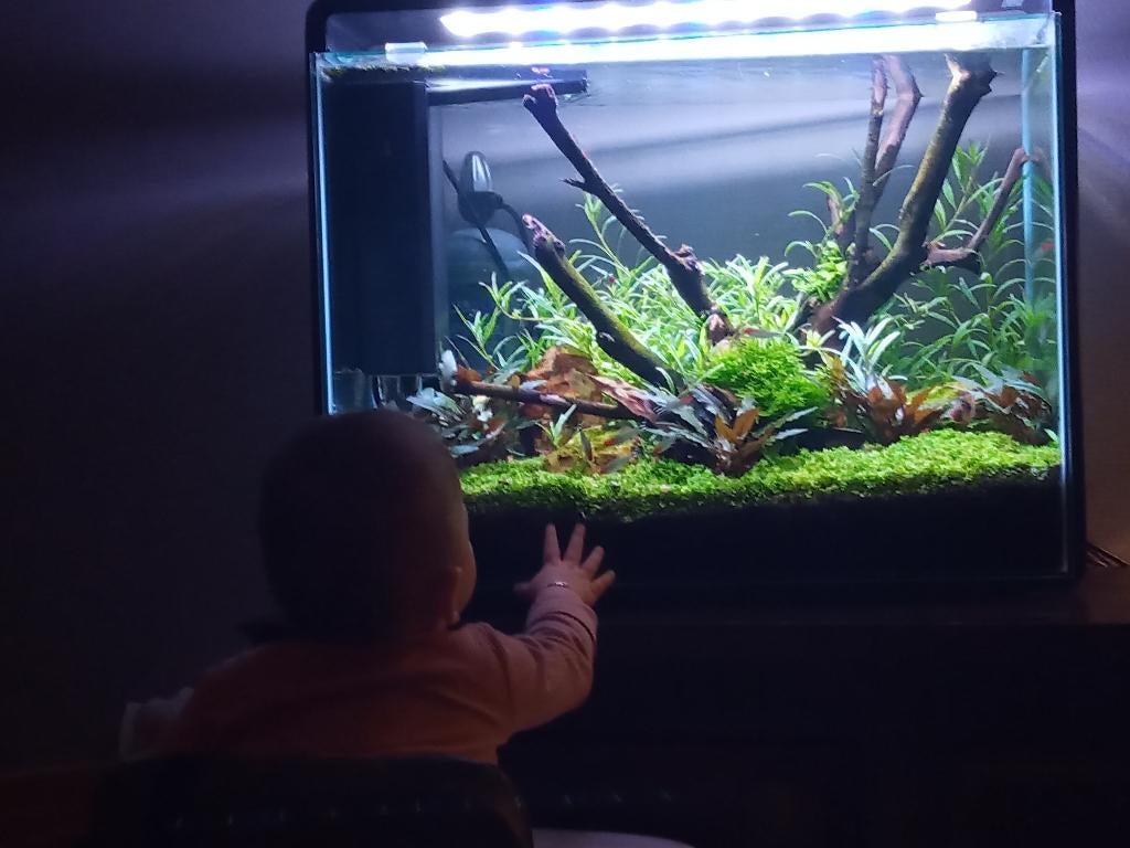 Superfish aquarium zeer compleet (60x30x45cm) + CO2 systeem, Ophalen, Gebruikt, Inclusief deksel, Leeg aquarium