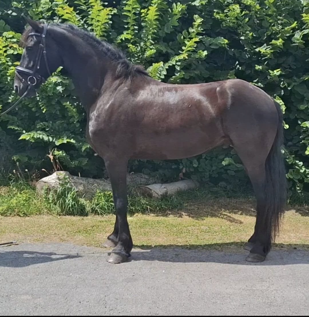 Nelis, super lieve Friese ruin, werkwillig Fries paard, Met stamboom, Ruin, Zadelmak, 3 tot 6 jaar