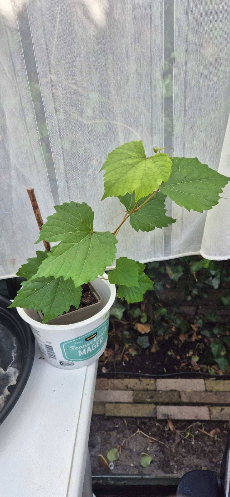 Leuke druif, Ophalen, Vaste plant, Fruitplanten, Volle zon