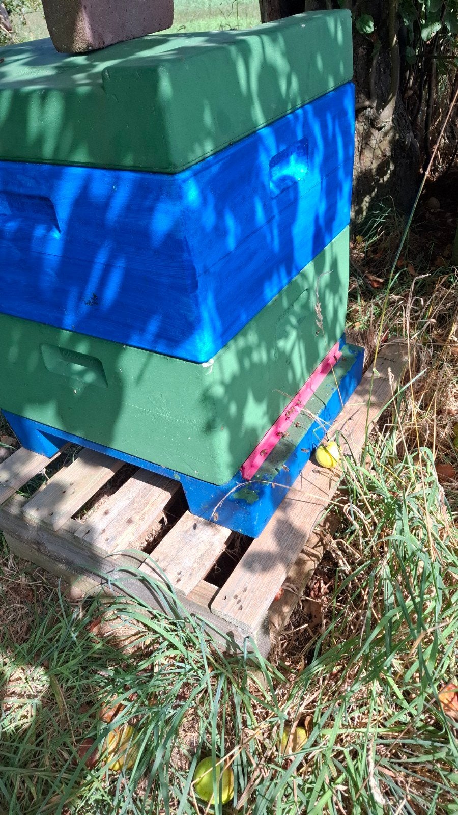 Raszuiver Carnica bijenvolk te koop, Dieren en Toebehoren, Bijen