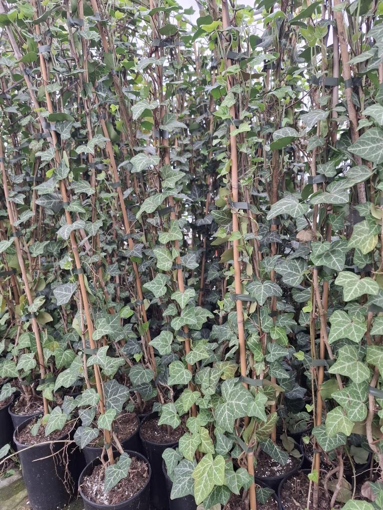 Hedera Plattensee Klimop 120 cm, Ophalen, Vaste plant, Bloeit niet, Halfschaduw