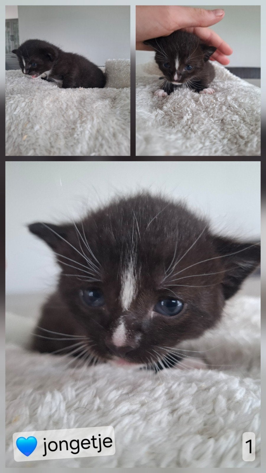 lieve kittens, Dieren en Toebehoren, 0 tot 2 jaar