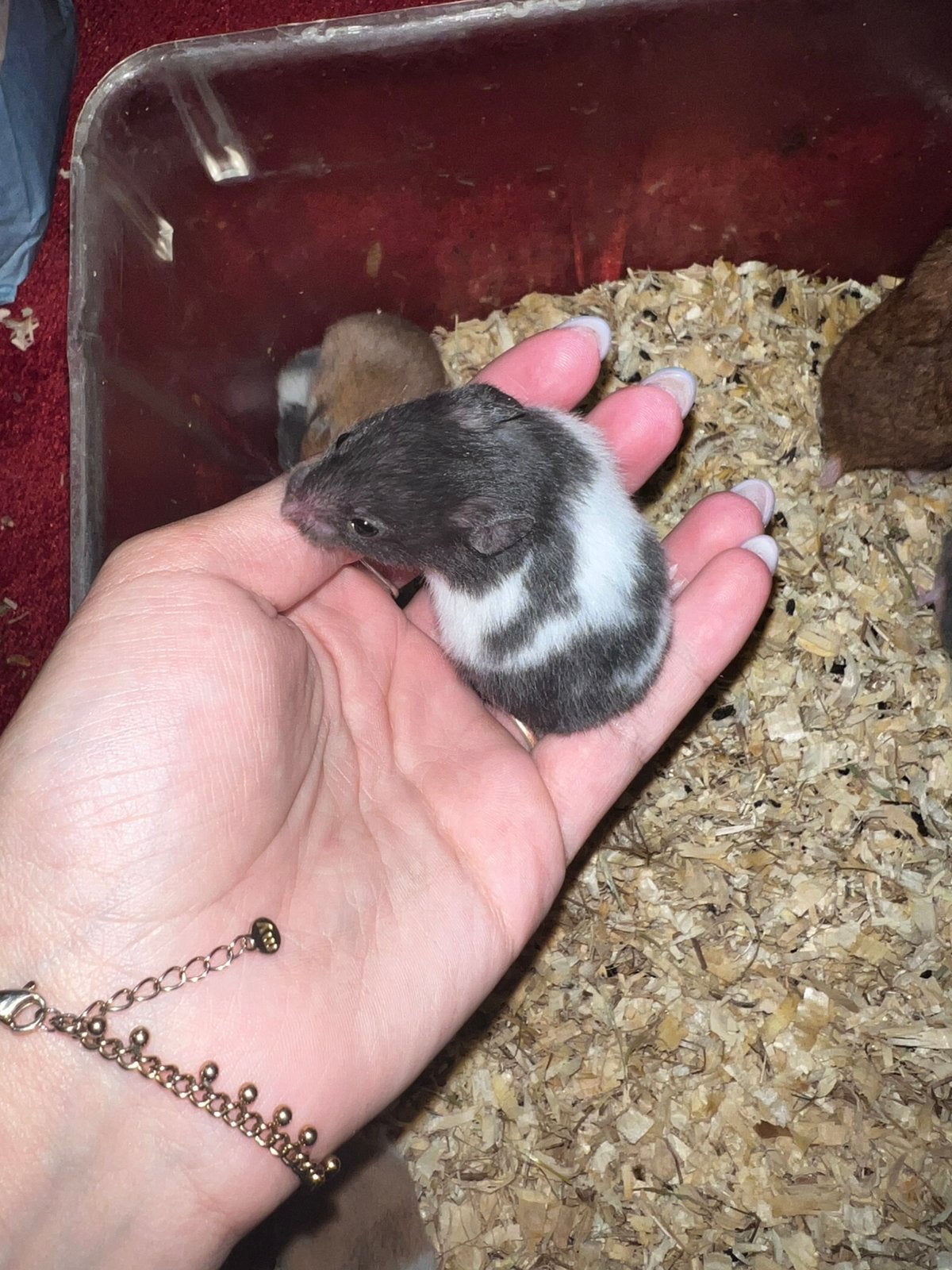 Syrische baby hamsters negen babys, Dieren en Toebehoren, Knaagdieren, Hamster, Mannelijk, Mei, Tam