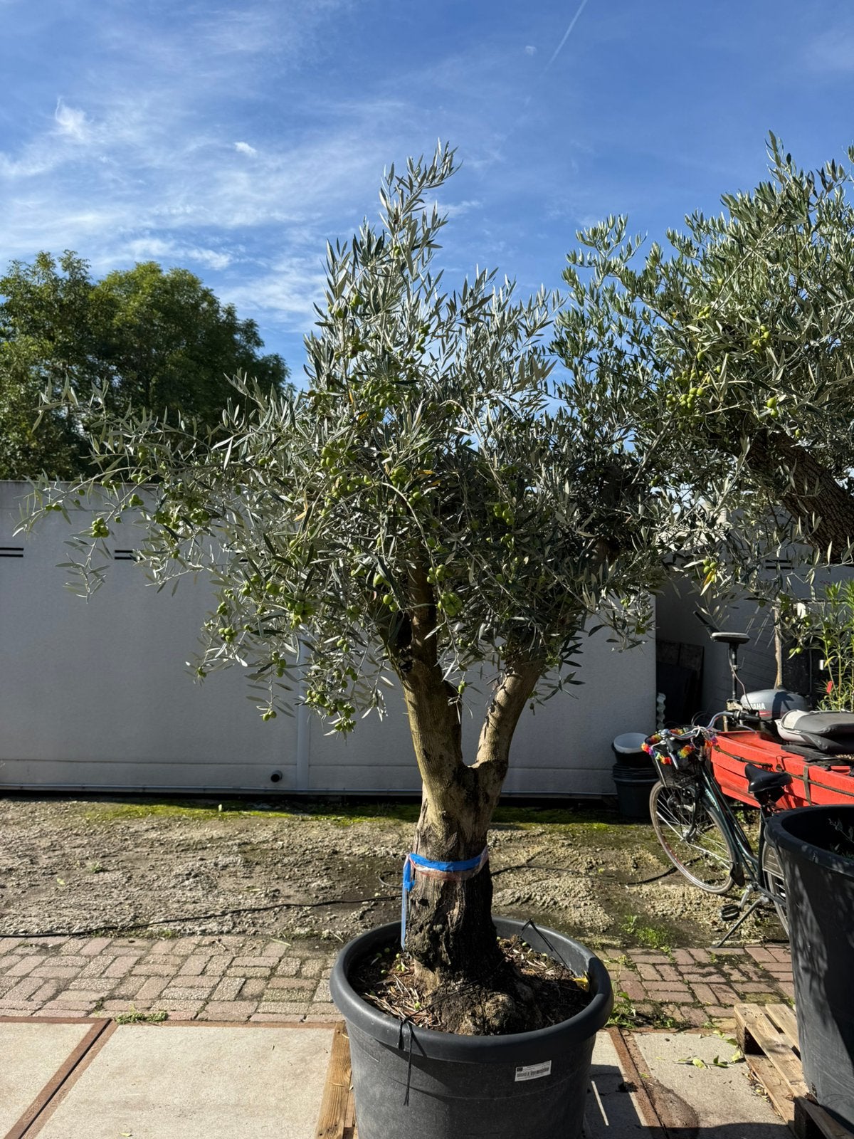 Deze week grote olijven en palm met 50,- extra korting, 100 tot 250 cm, Olijfboom, Zomer, Ophalen