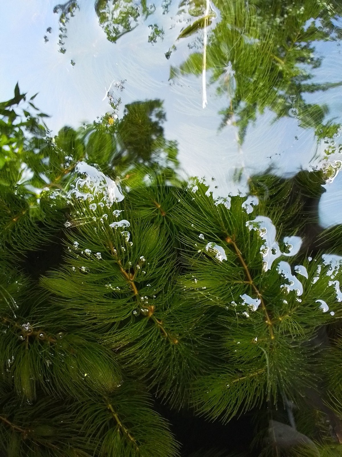 Emmer gevederd hoornblad, Tuin en Terras, Vijvers, Ophalen