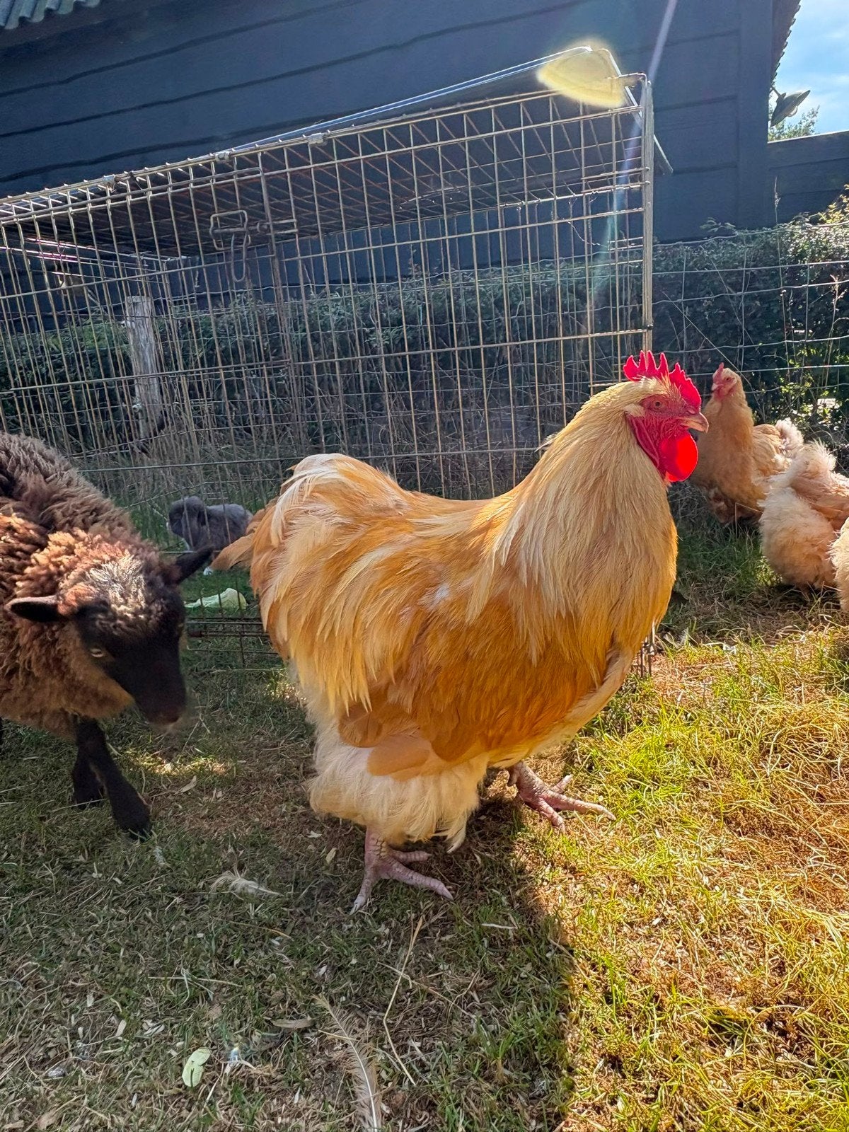 Orpington haan groot, Mannelijk, Kip