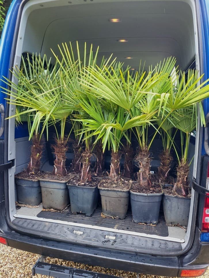 Wij verkoopen trachycarpus fortunei, 100 tot 250 cm, Zomer, Palmboom, Ophalen
